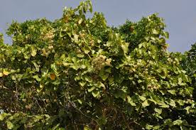 Image result for Hernandiaceae