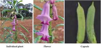 Image result for Sesamum angustifolium