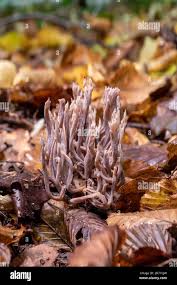 Image result for Clavulina cinerea