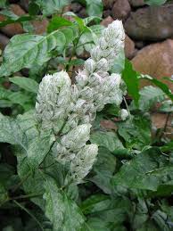 Image result for Justicia betonica