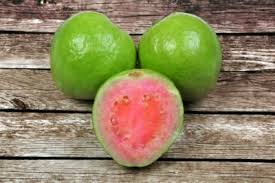 Seed Grown Guava Trees How And When To Plant Guava Seeds How ever, if you want to know how guava is a medicine for modern diseases, you can also plan to get the book from here. seed grown guava trees how and when to