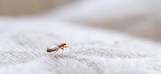 But the first step is to break down the bed into its component parts and treat them one by one. Keeping Bed Bugs Out Of Your Dc Home With All The Holiday Comings Goings