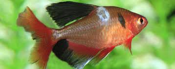 Common Fish Ailments Hartz