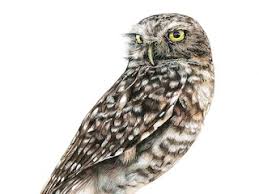 Camilo is a personal finance expert who was raised in poverty by a single mother and had to learn everything about personal finance on his own. Ponle Color Al Dia De La Fauna Chilena Centro De Investigaciones Diego Barros Arana