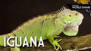 Image result for iguana