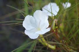 Image result for Rhamphicarpa