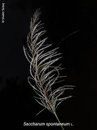 Image result for Saccharum spontaneum