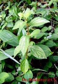 Image result for Pouzolzia parasitica