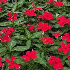 Check spelling or type a new query. Annual Vinca Green Acres Nursery Supply