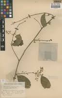 Image result for Securidaca welwitschii