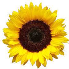 Free Free Realistic Sunflower Svg Free SVG PNG EPS DXF File