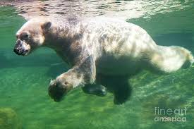 Polar bear numbers are expected to decline as the sea ice they rely on to catch their prey declines with global warming. Polar Bear Swim Wall Art Page 2 Of 4 Fine Art America