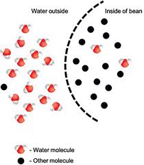 Learning By Seeing Osmosis Nsta