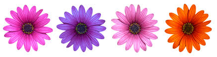 Image result for free image flowers