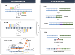 Dna is responsible for storing and transferring genetic information, while rna directly. Applications Of Genome Editing Technology In The Targeted Therapy Of Human Diseases Mechanisms Advances And Prospects Signal Transduction And Targeted Therapy