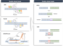 Deoxyribose sugar, phosphate, nitrogen base 3. Applications Of Genome Editing Technology In The Targeted Therapy Of Human Diseases Mechanisms Advances And Prospects Signal Transduction And Targeted Therapy