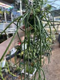 Image result for Rhipsalis baccifera