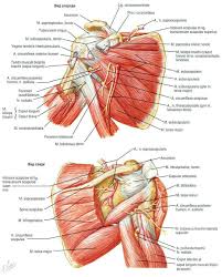 Epingle Par Steven A Springer Dds Sur Bol Anatomie Physiologie Physiologie Anatomie