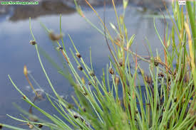 Image result for Isolepis setacea