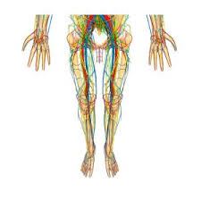 Is the science of body structures and the relationships among… physiology. Lower Body Anatomy Photograph By Pixologicstudio Science Photo Library