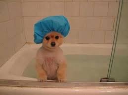 Pomeranian In The Shower Cute Animals Puppy Shower Funny Animal Pictures