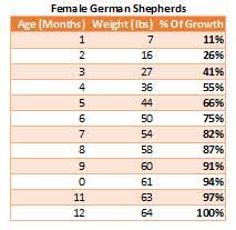 German Shepherd Growth Chart From Puppy To Fully Grown