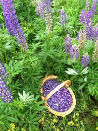 An Experiment With Natural Dyes Lupines Kids Lakes Loons And Pines
