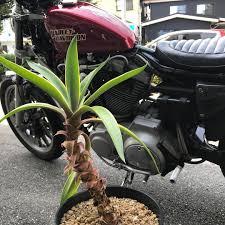 xlh1200s乗りの常連様 いつも遠くからありがとうございます 別投稿で近々載せると思いますが ストイックに走るためのカスタムが半端ない一台です 世が世ならバトルオブツインに出てたかも jokulhaups ジョークルホープス 松本 スポーツスター xlh120