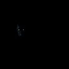 Download and use 30,000+ wolf wallpaper stock photos for free. Black Wolf Pictures Download Free Images On Unsplash