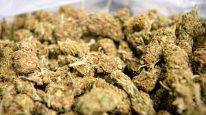 Marijuana as a term varies in usage, definition and legal application around the world. Fahnder Stellen Marihuana Im Wert Von 2 2 Millionen Sicher