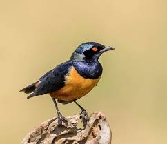 Image result for Oliverella hildebrandtii