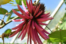 Image result for Erythrina