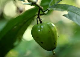 Image result for Massularia