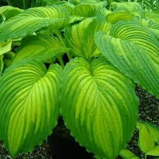 Image result for Hosta Warpaint