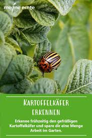 Muss ich die roten käfer im garten bekämpfen? Pin Auf Schadlinge Im Gemusegarten