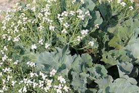 Image result for Crambe
