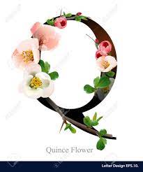 Letter Q Vector Alphabet With Pink Quince Flower Abc Concept Pink Quince Logo Design Typography Lettering Design