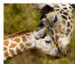 19 Animal Facts That Will Make You Want To Hug Your Mom Baby Animals Funny Cute Baby Animals Young Animal