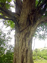 Image result for Manilkara obovata