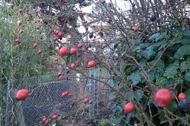 He was born on february 16, 1940, to romaine floyd and laura marie (ashford) garten, in. Gartenarbeiten Im Januar Und Februar Tipps Fur Den Garten Im Winter
