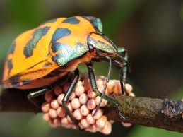 Santa cruz forest reserve, in the peruvian amazon. Does It Pay To Care Exploring The Costs And Benefits Of Parental Care In The Hibiscus Harlequin Bug Tectocoris Diophthalmus Heteroptera Scutelleridae Giffney 2014 Ethology Wiley Online Library