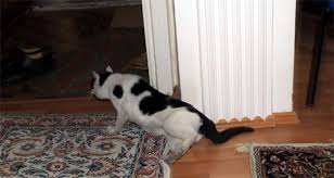 Ruyada Eve Kedi Girdigini Gormek Ruyandagor Com