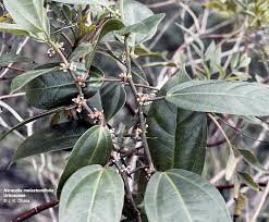 Image result for Huaceae