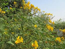 Image result for Senna sophera