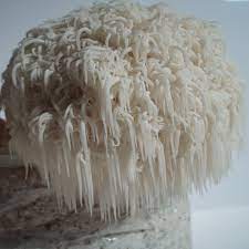 So far, research on the specific health effects of lion's mane is fairly limited. Lion S Mane Hericium Erinaceus Indoor Spawn Bag For Organic Growing Acc To Regulation Ec 834 20 21 90
