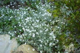 Image result for Cerastium