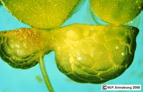 Image result for Lemna gibba