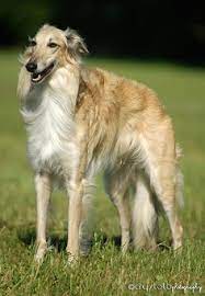 This is a blonde borzoi in profile. 23 Dog Breeds I Love Ideas Dog Breeds Different Dogs Sighthound