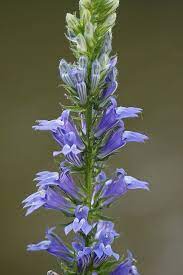 Blue Lobelia Lobelia Siphilitica Blue Garden Cardinal Flower Outdoor Plants