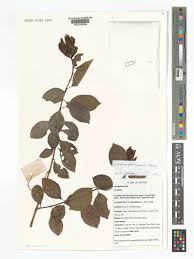 Image result for Nesogenaceae